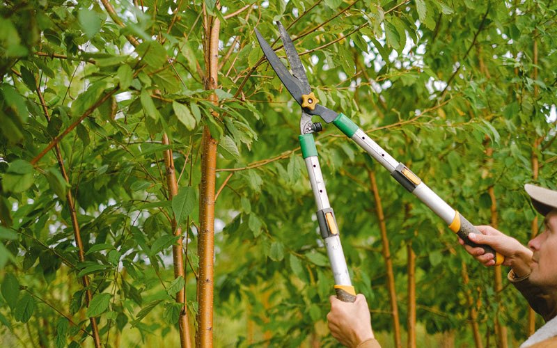 Tree trimming in Bulan, KY