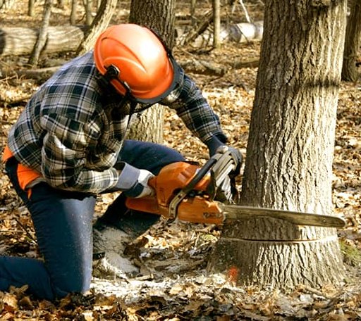 Tree Removal in Bulan, KY